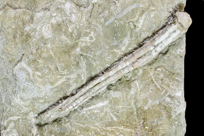 Fossil Crinoid (Synbathocrinus) - Keokuk Formation, Missouri #157194